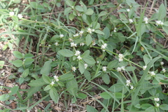 Alternanthera tenella